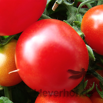 Prall Rote TOmatenfrucht
