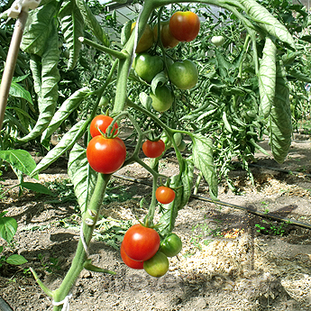 Rote Tomatenvielfalt
