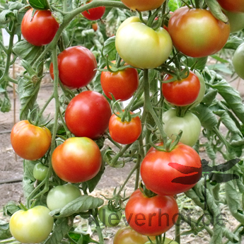 Rote Tomatensorte