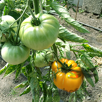 Große Gelbe tomatensorte mit Geschmack