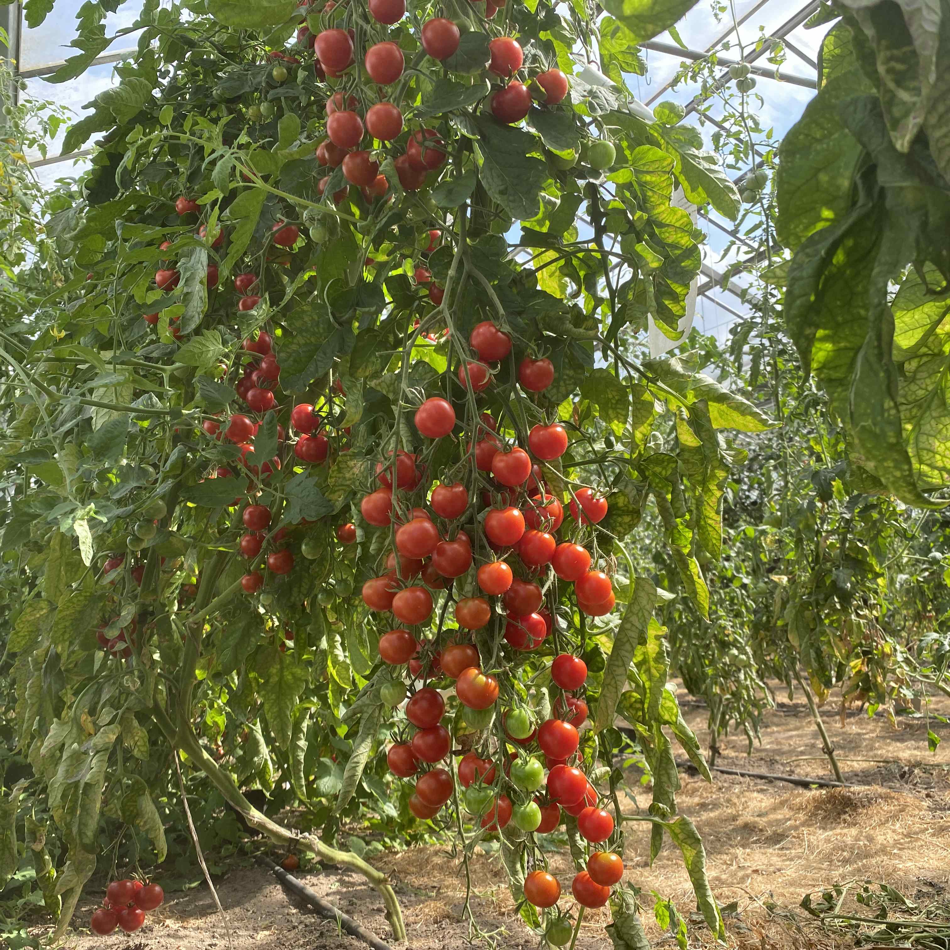 Tomatensaatgut Honig von Mexiko