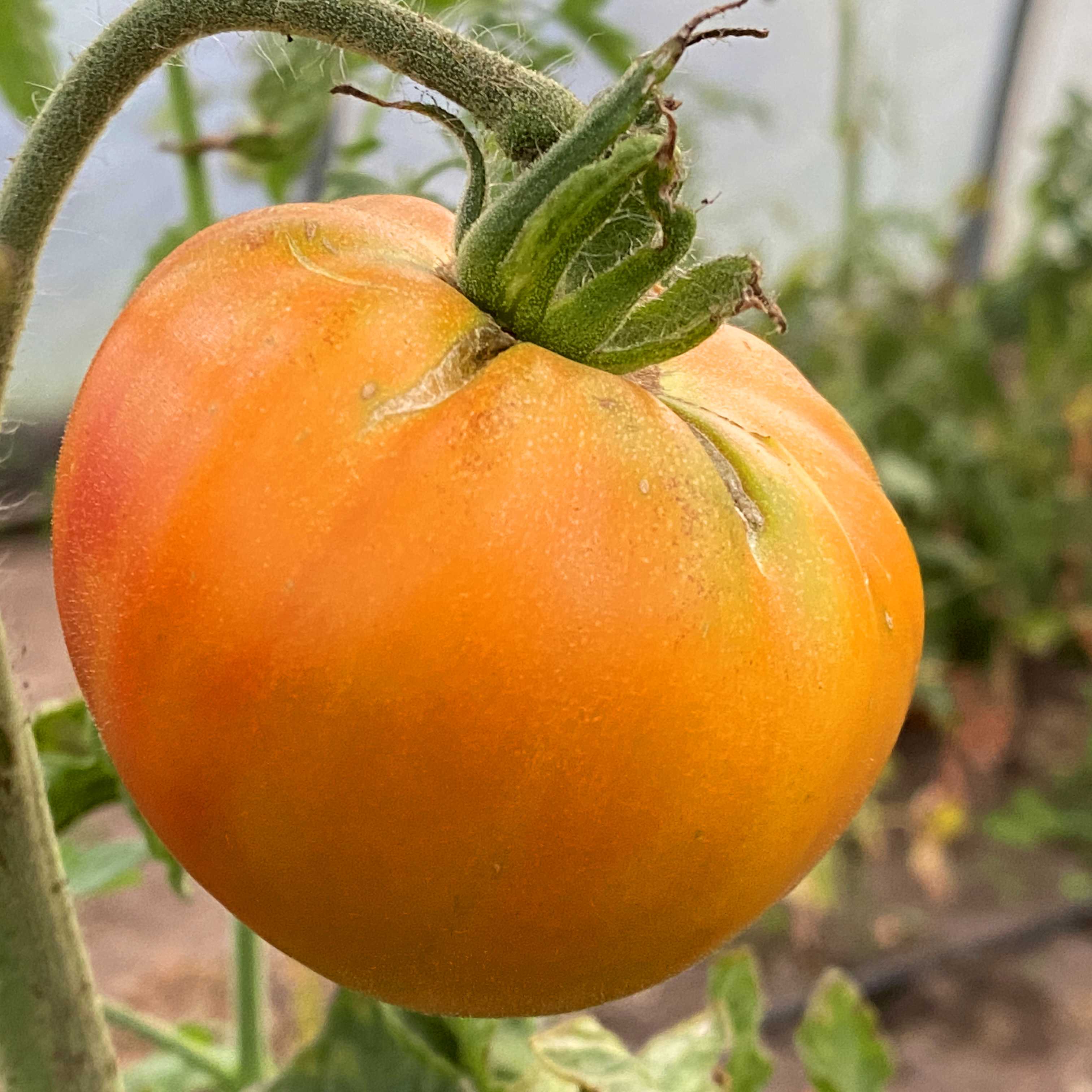 Tomatensaatgut Feuerzauber