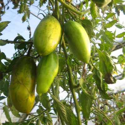 Grün gestreifte längliche Tomatenfrüchte