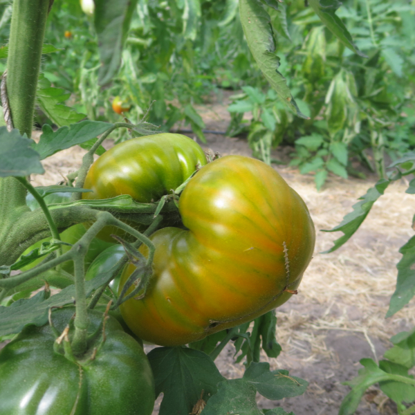 Tomatensaatgut Irish Liqueur