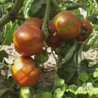 Orange gestreifte Tomatensorte