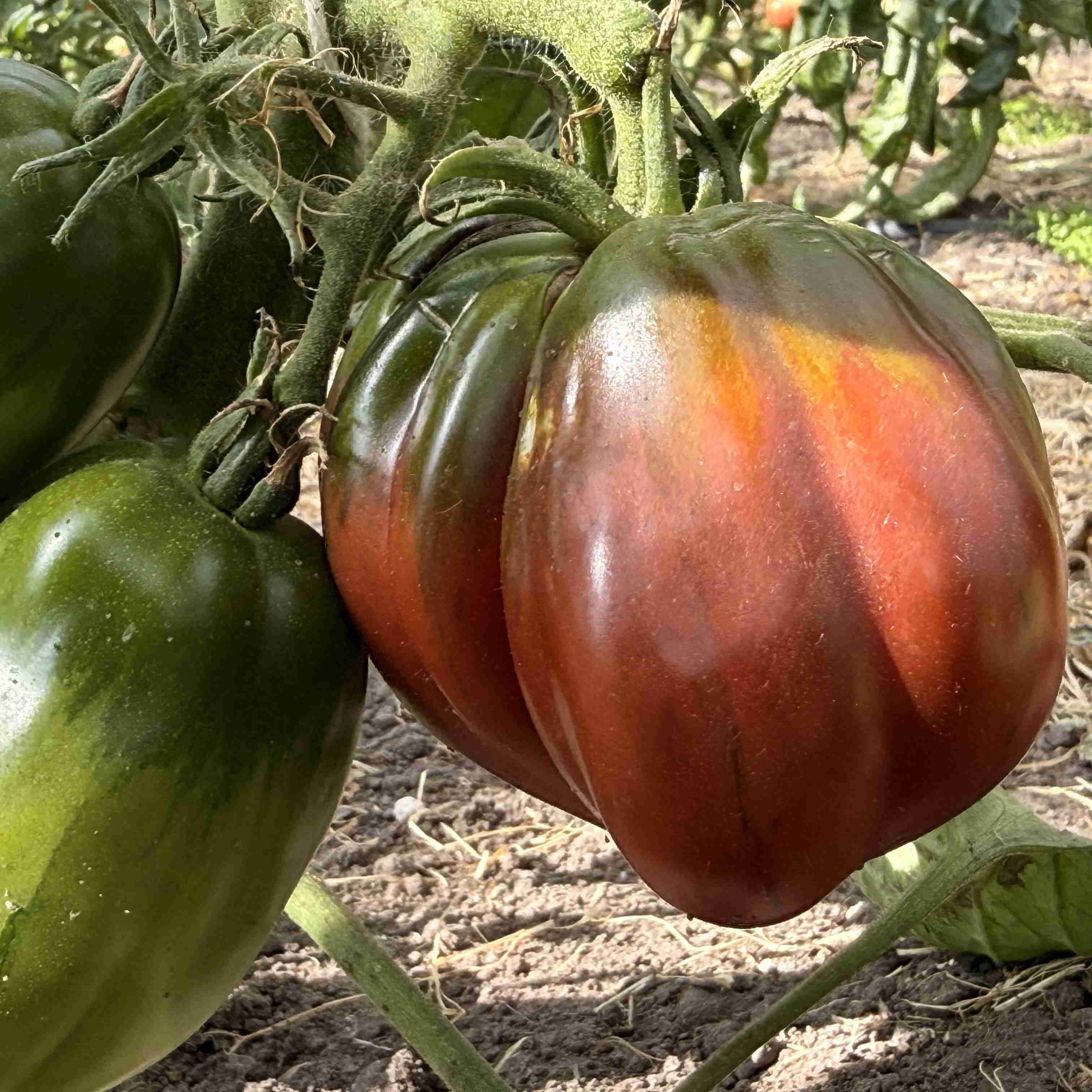Tomatensaatgut Bordeaux