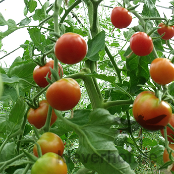 Rote und Orange Cherry Tomatenvielfalt 