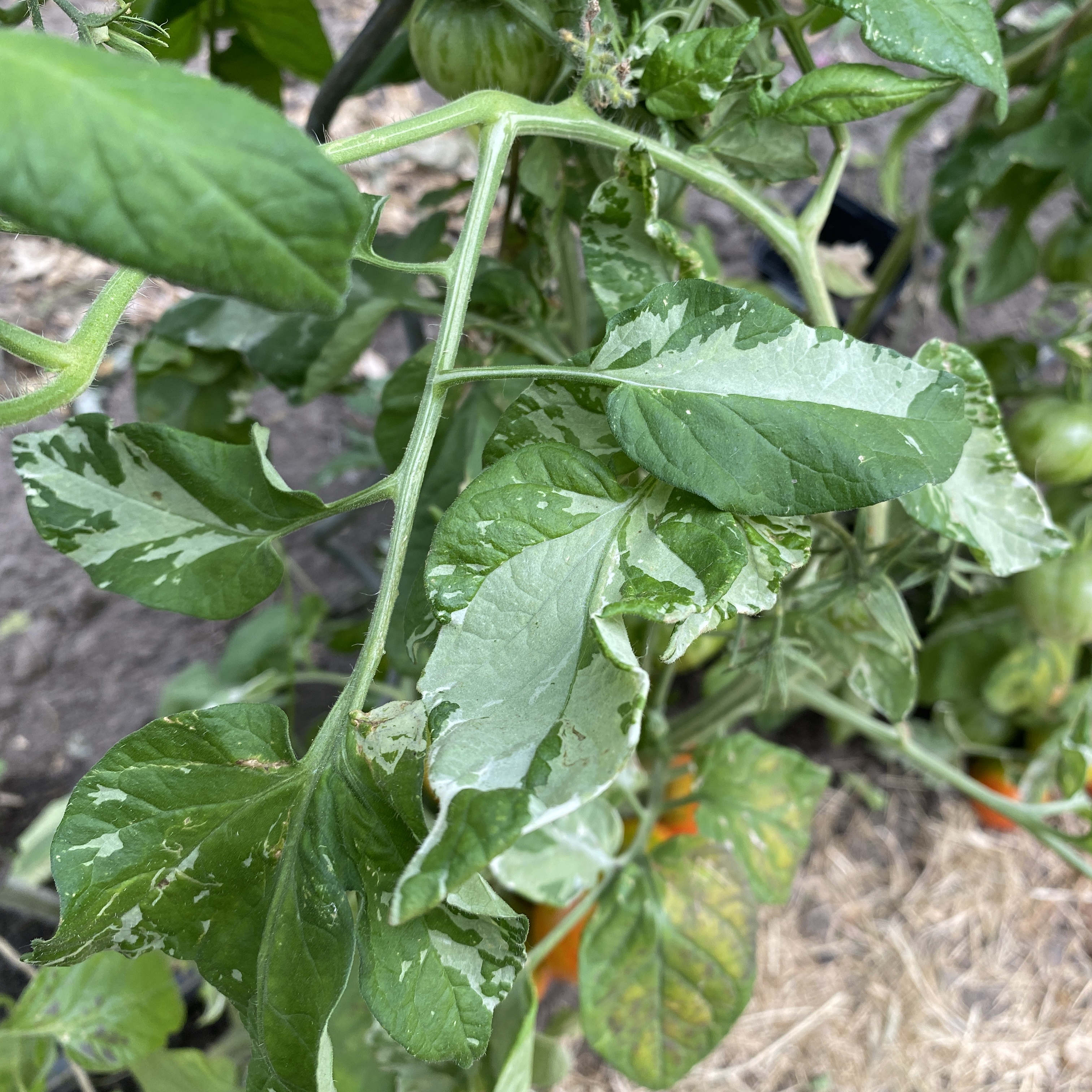 Tomatensaatgut Gandolf