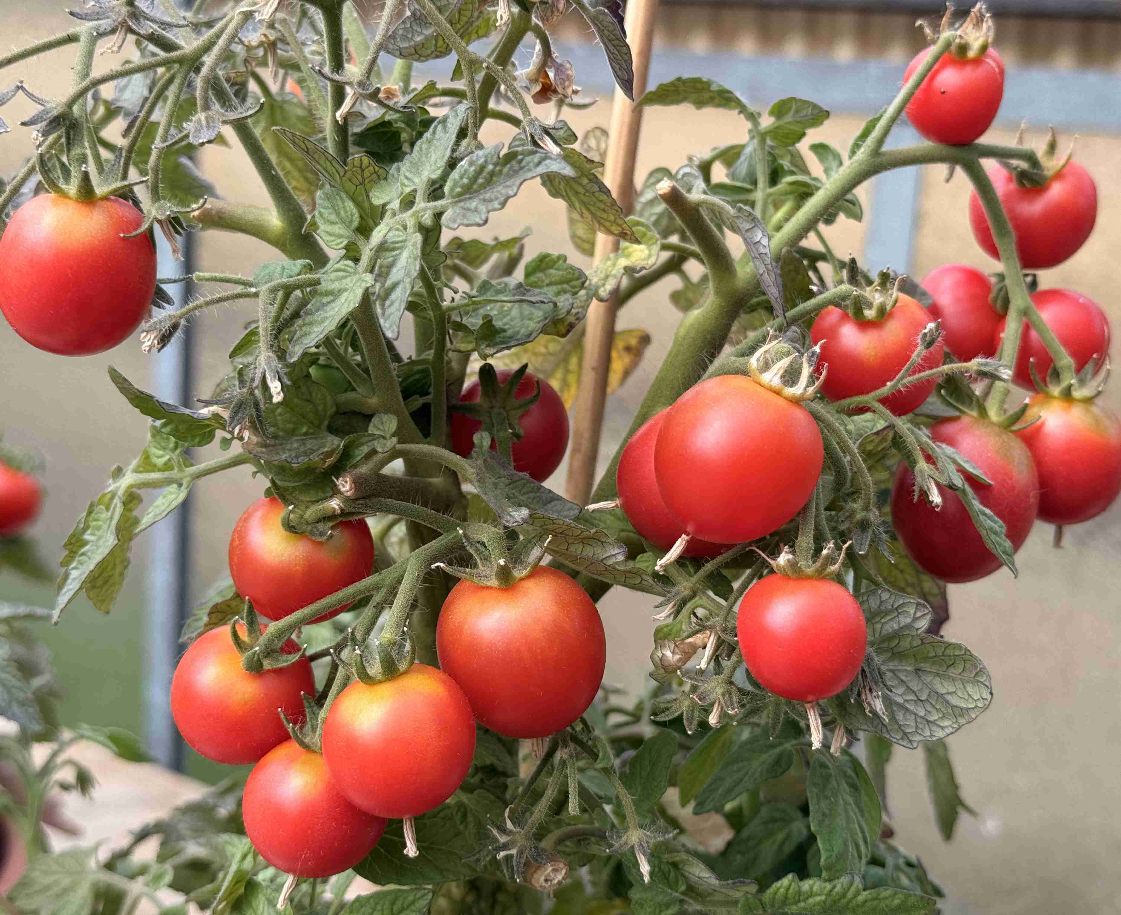 Tomatensaatgut Sweet & Neat Cherry Red