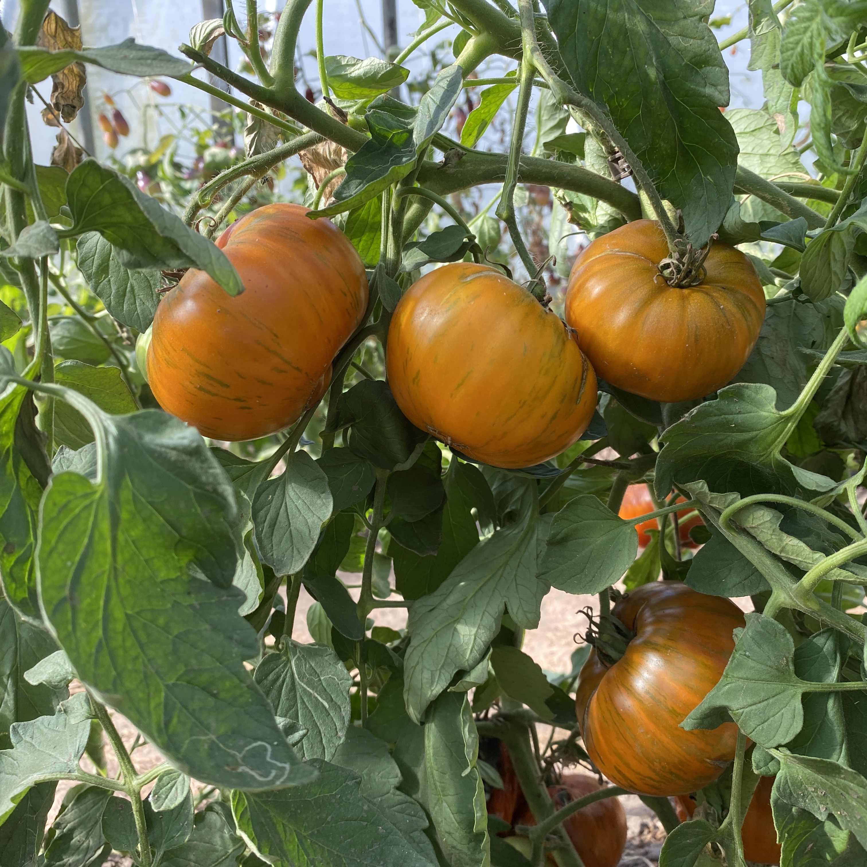 Tomatensaatgut Orange Ghabbana
