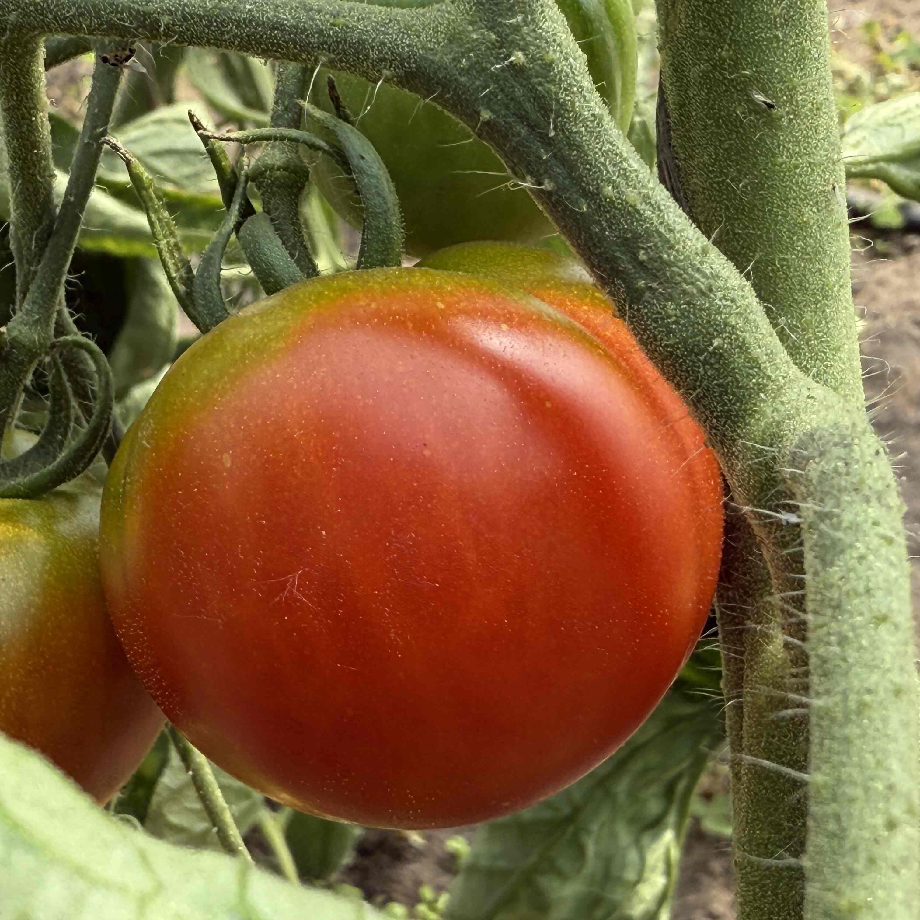 Tomatensaatgut Ailsa craig