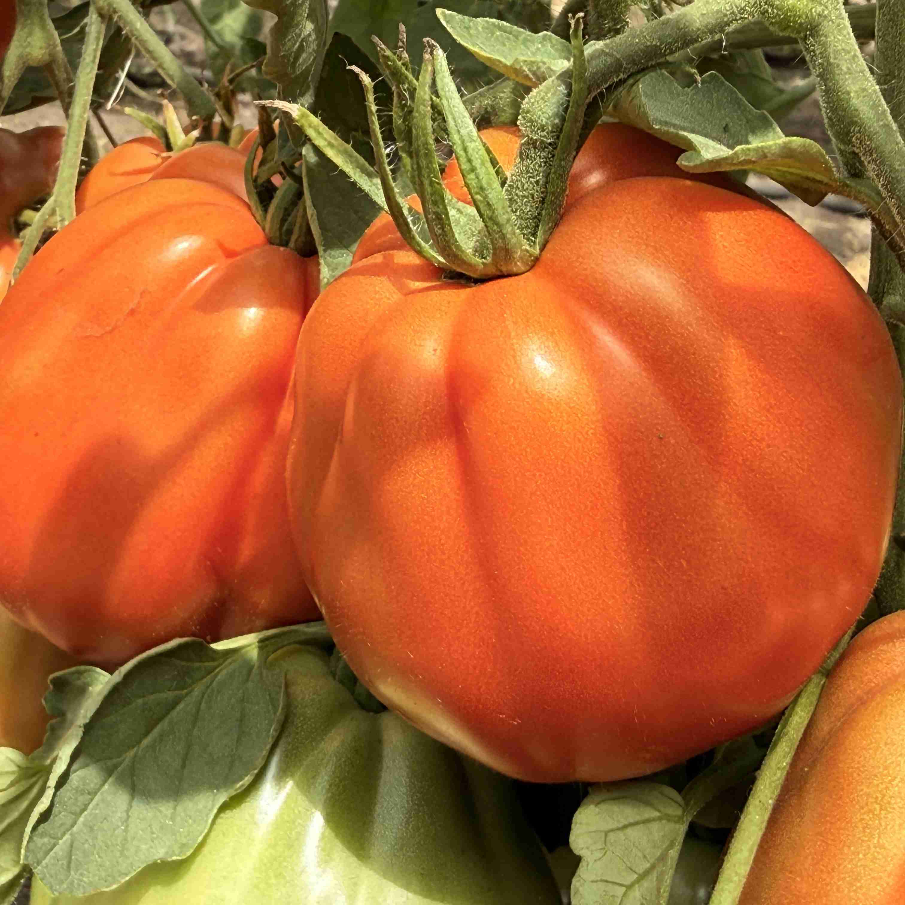 Tomatensaatgut Ochsenherz