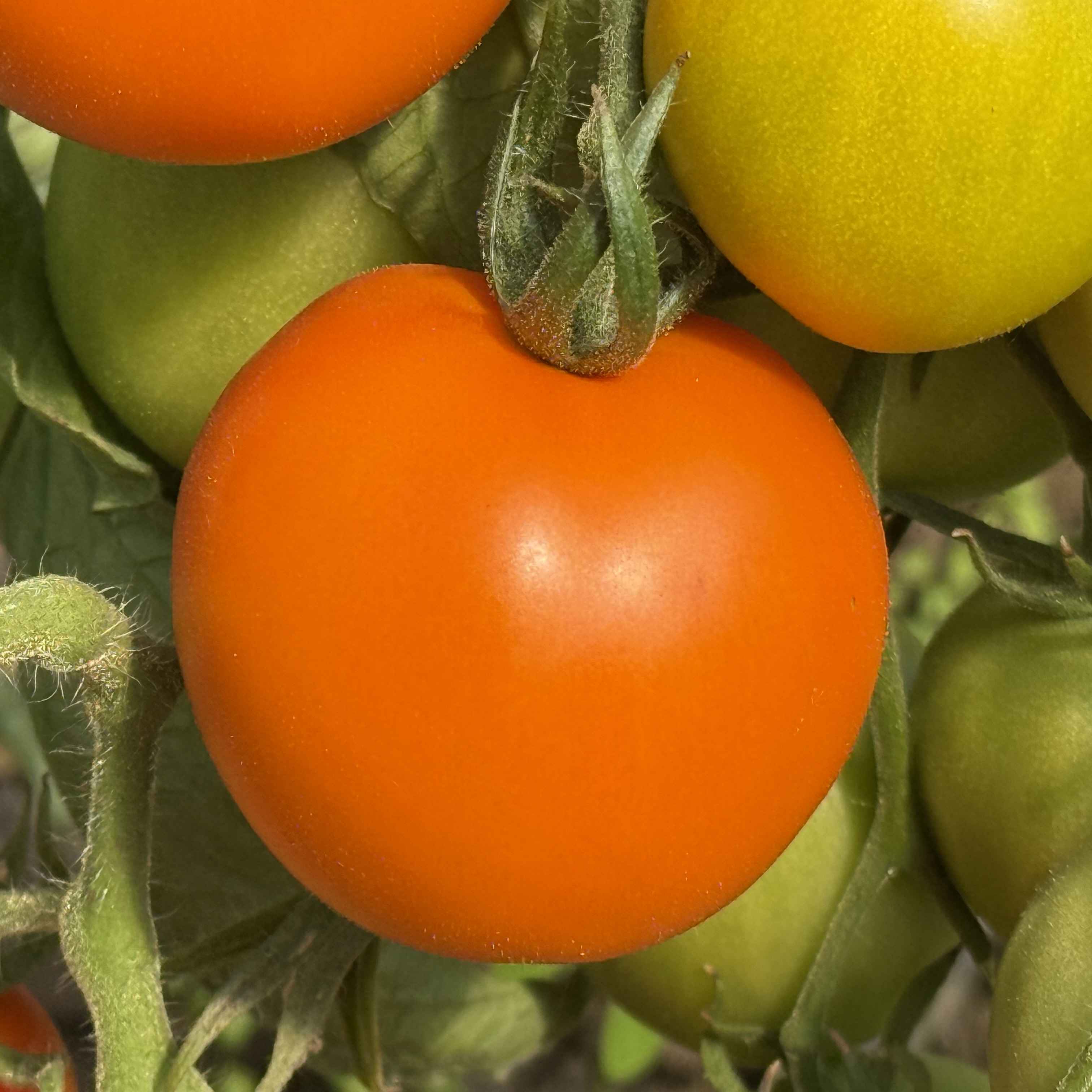 Tomatensaatgut Auriga
