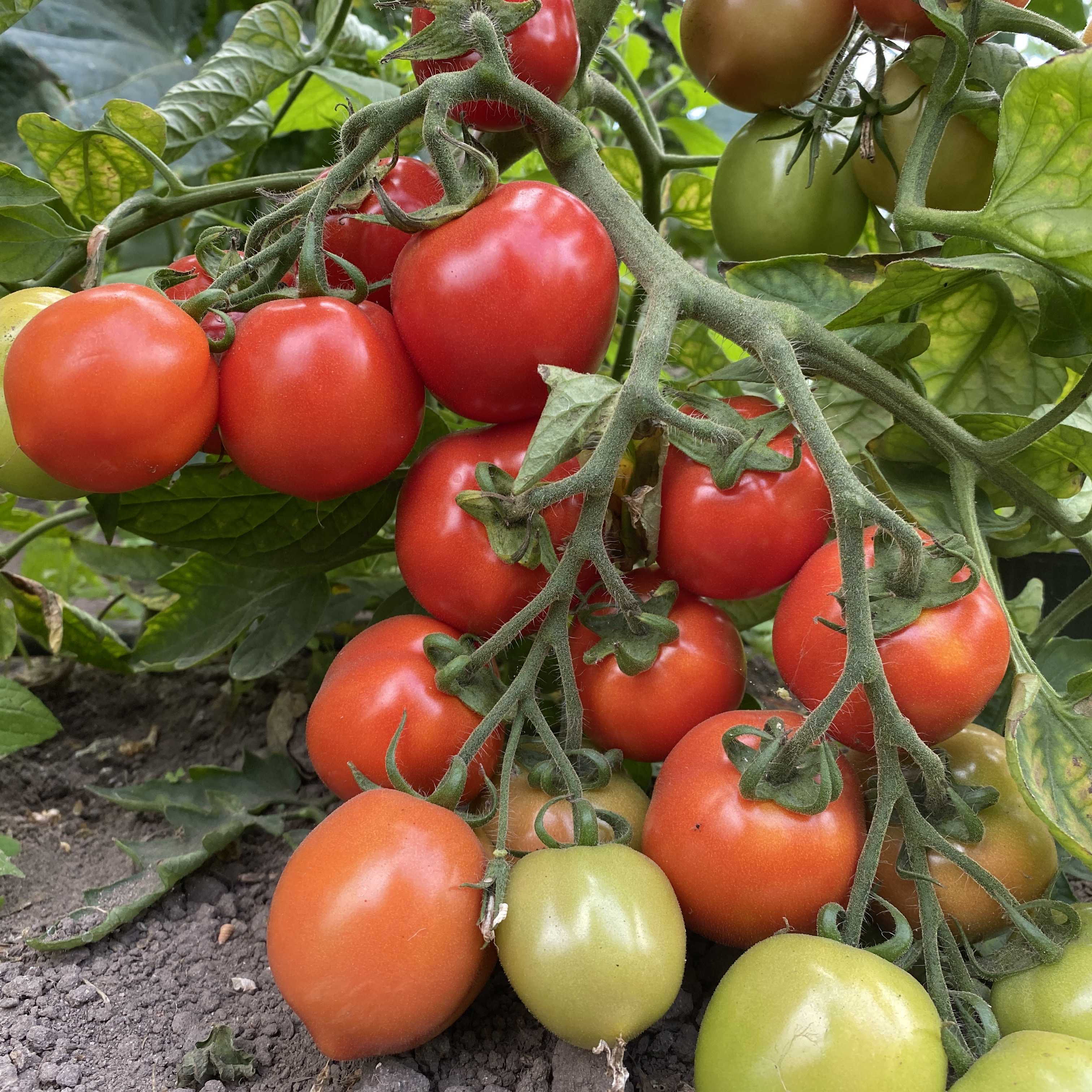 Tomatensaatgut Uta