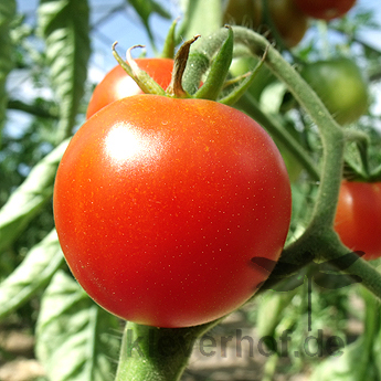 Rote cherry Tomatensorte