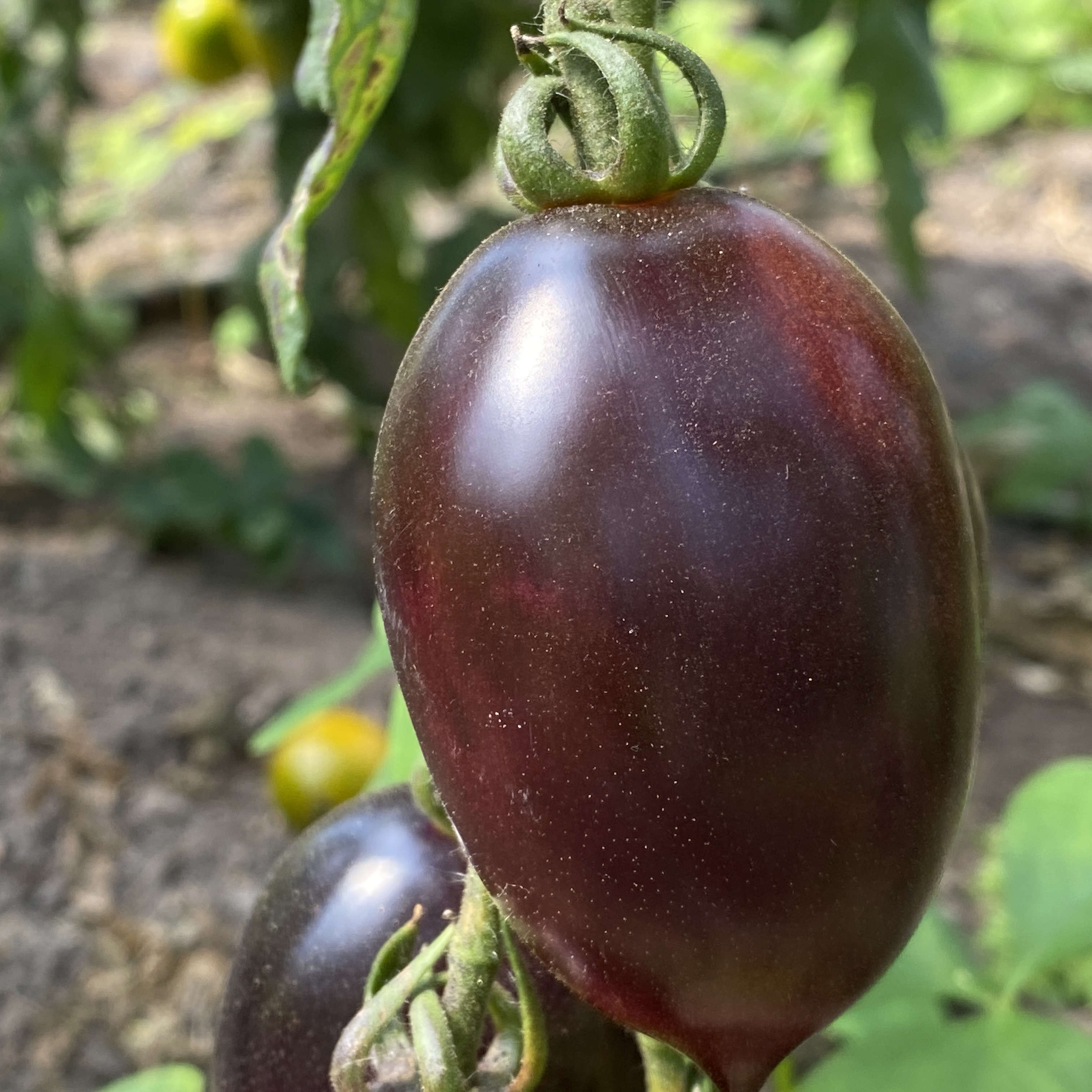 Tomatensaatgut Blue Marzano