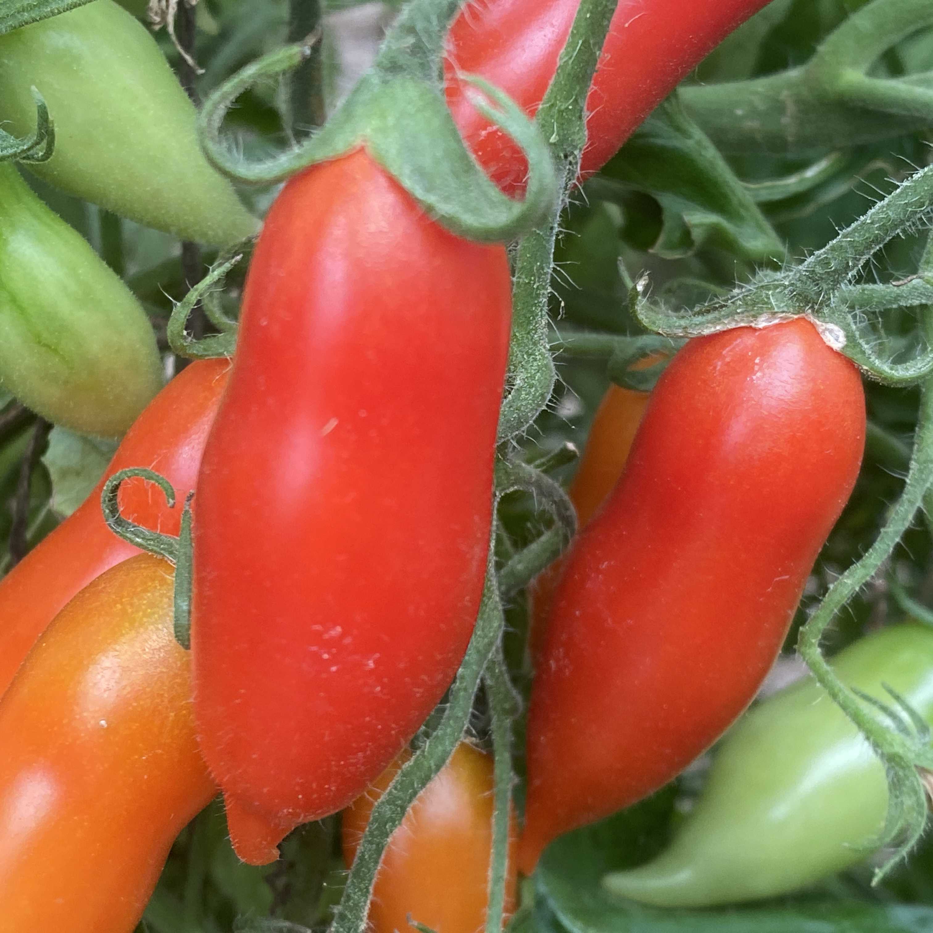 Tomatensaatgut Pelino