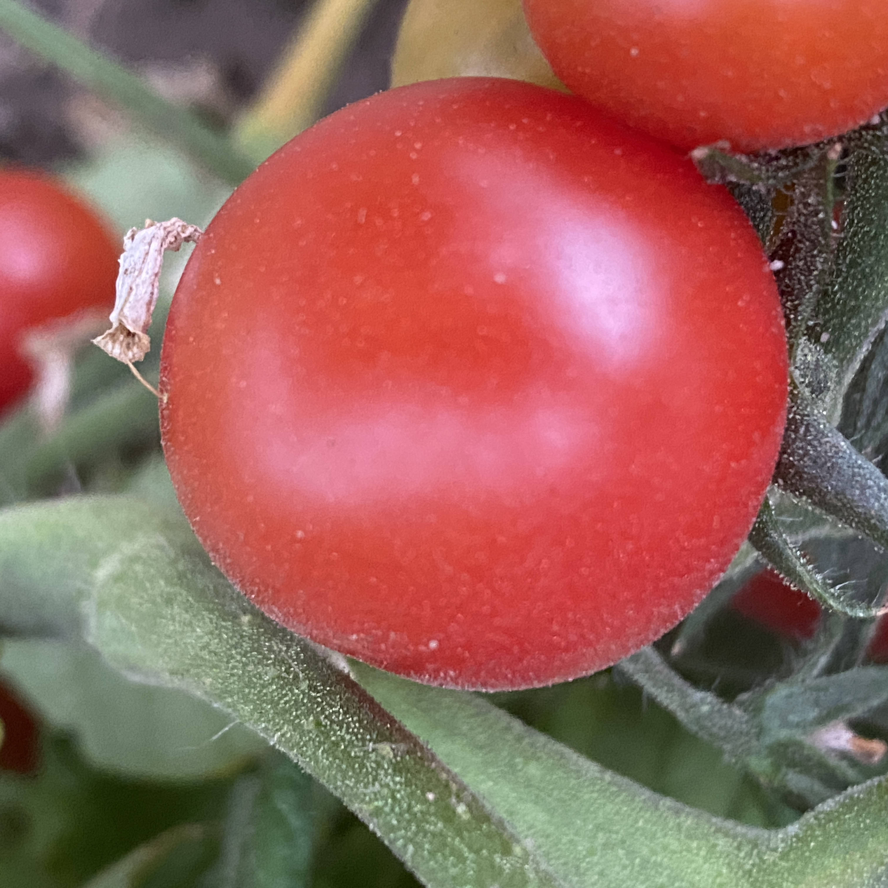 Tomatensaatgut Sugar Bunch