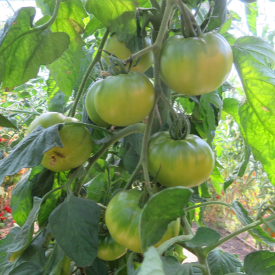 Grün und Gelbe Tomatenvielfalt