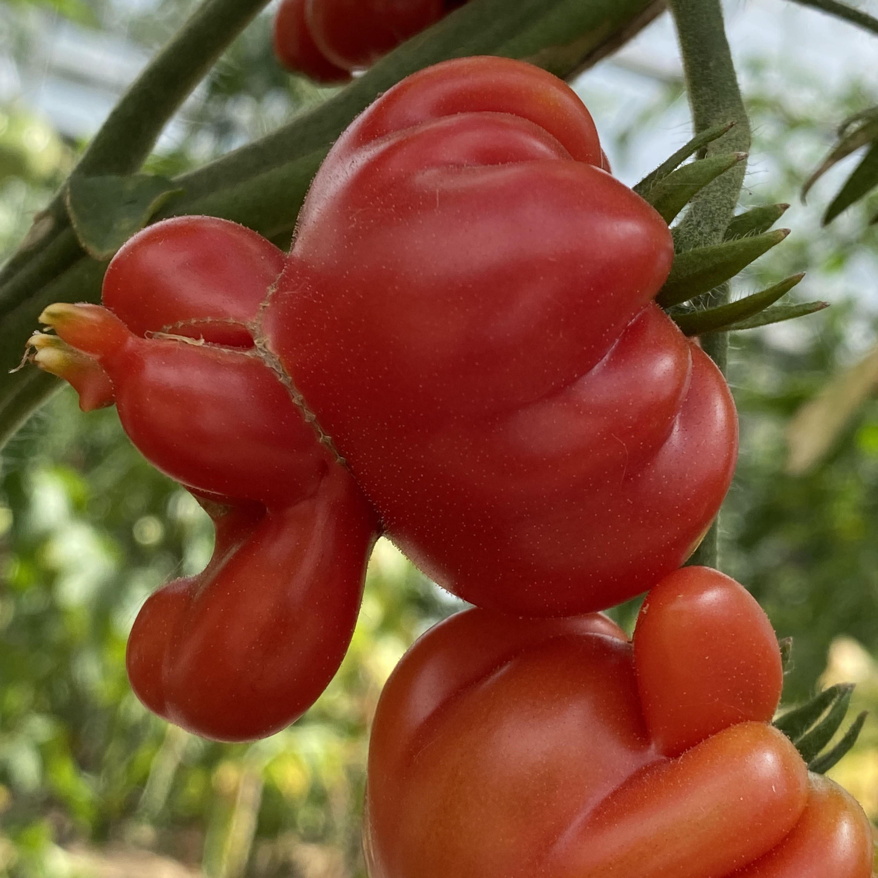 Tomatensaatgut Trèfle du Togo