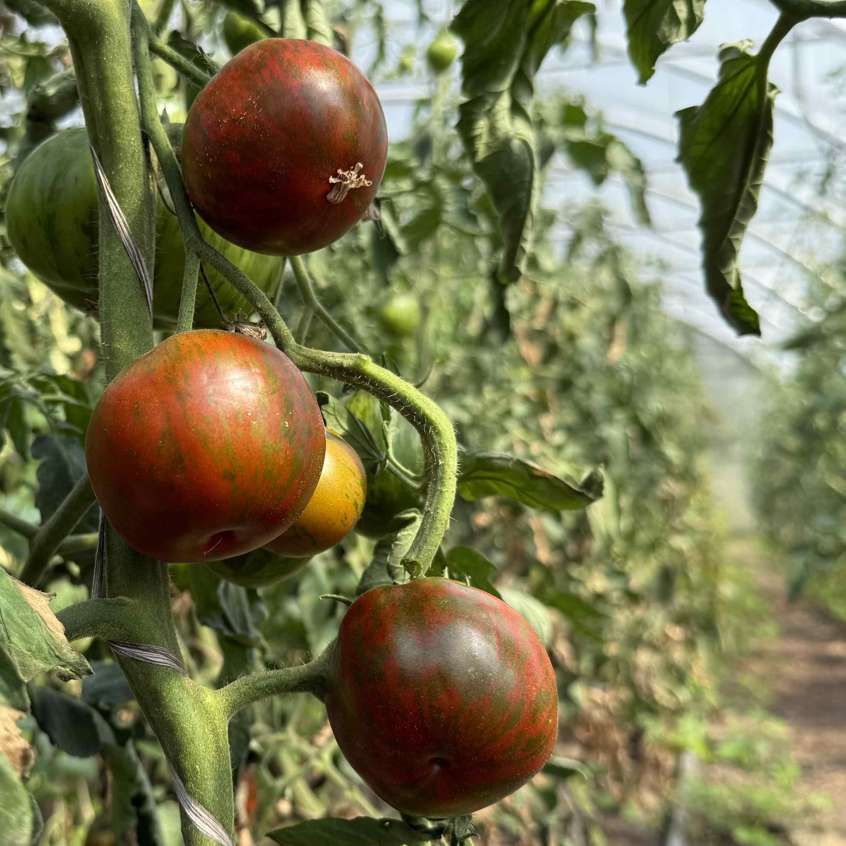 Tomatensaatgut Black Zebra