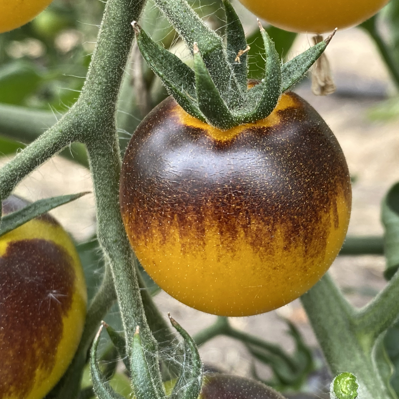 Blau/Gelbe Tomatenrarität