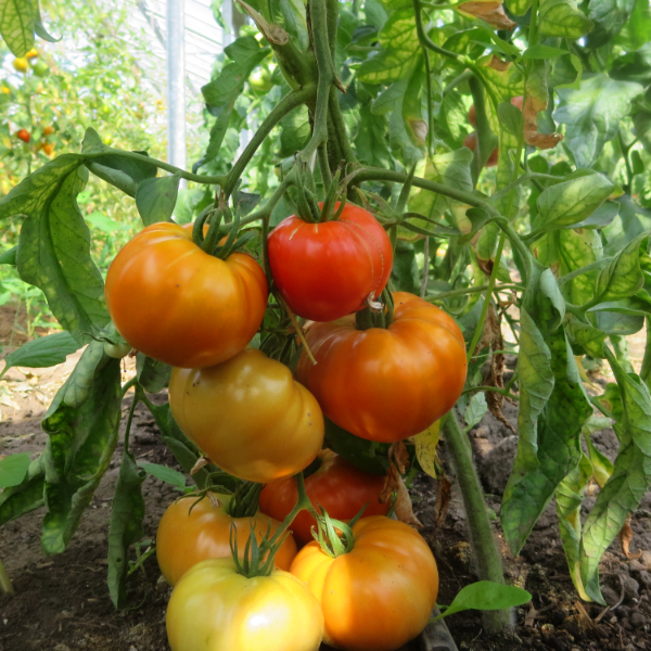 Rot/Orange TOmatenvielfalt