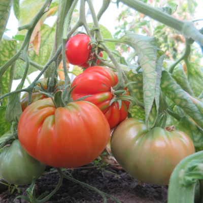 Große Rote Tomatenvielfalt mit Geschmack