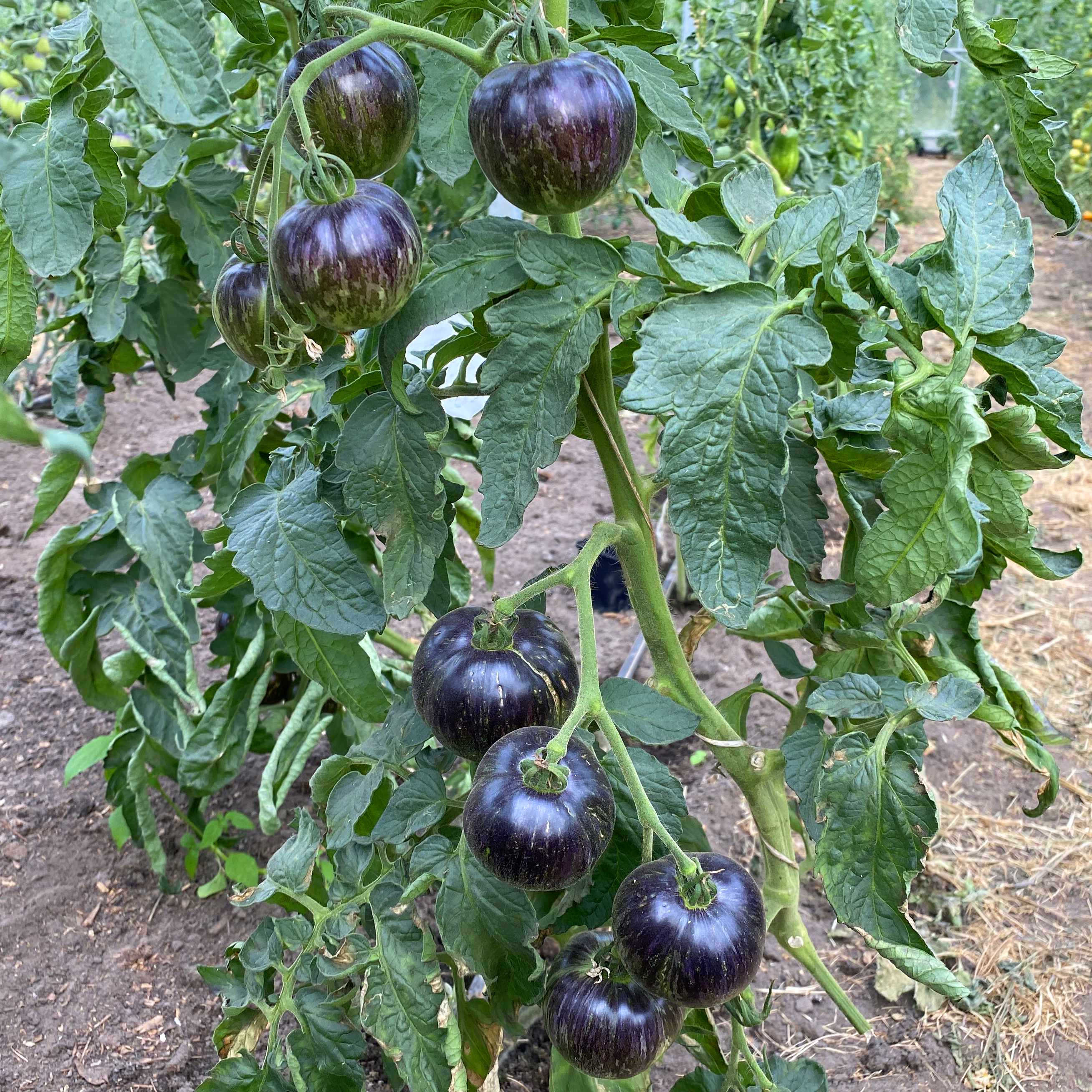 Tomatensaatgut Midnight Tiger