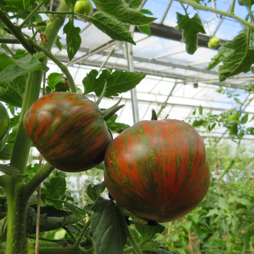 Grün gestreifte Tomatenfrucht