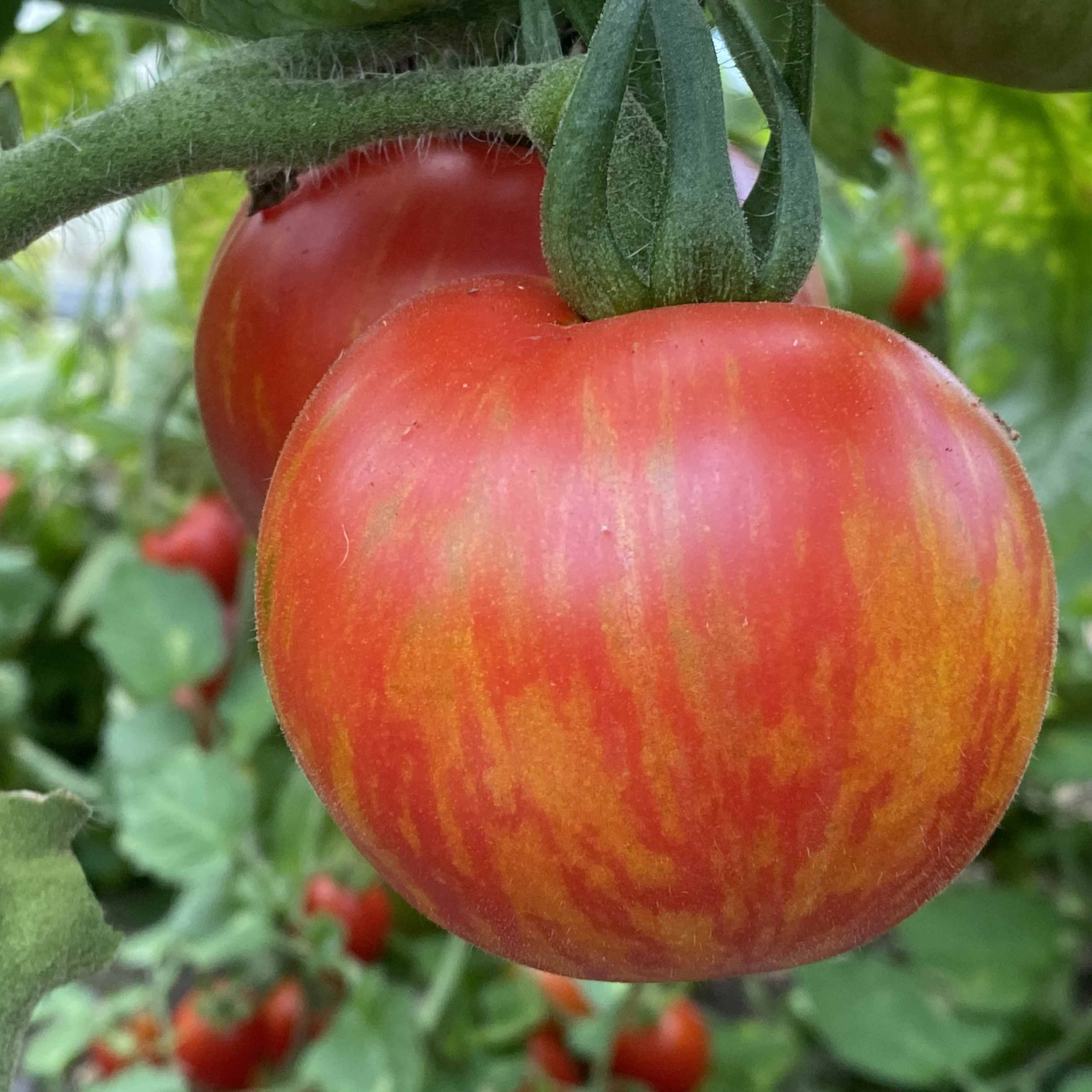 Tomatensaatgut Red Striped Fury Hog