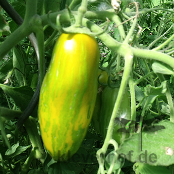 Grün gestreifte längliche Tomatenfrucht