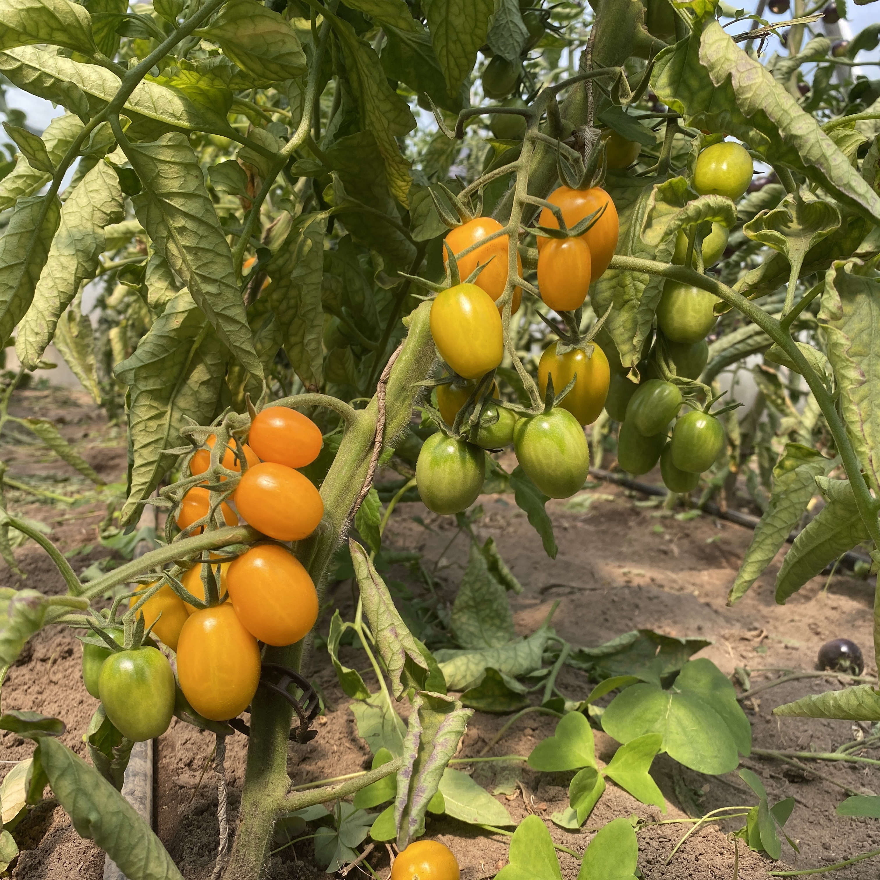 Tomatensaatgut Küstengold