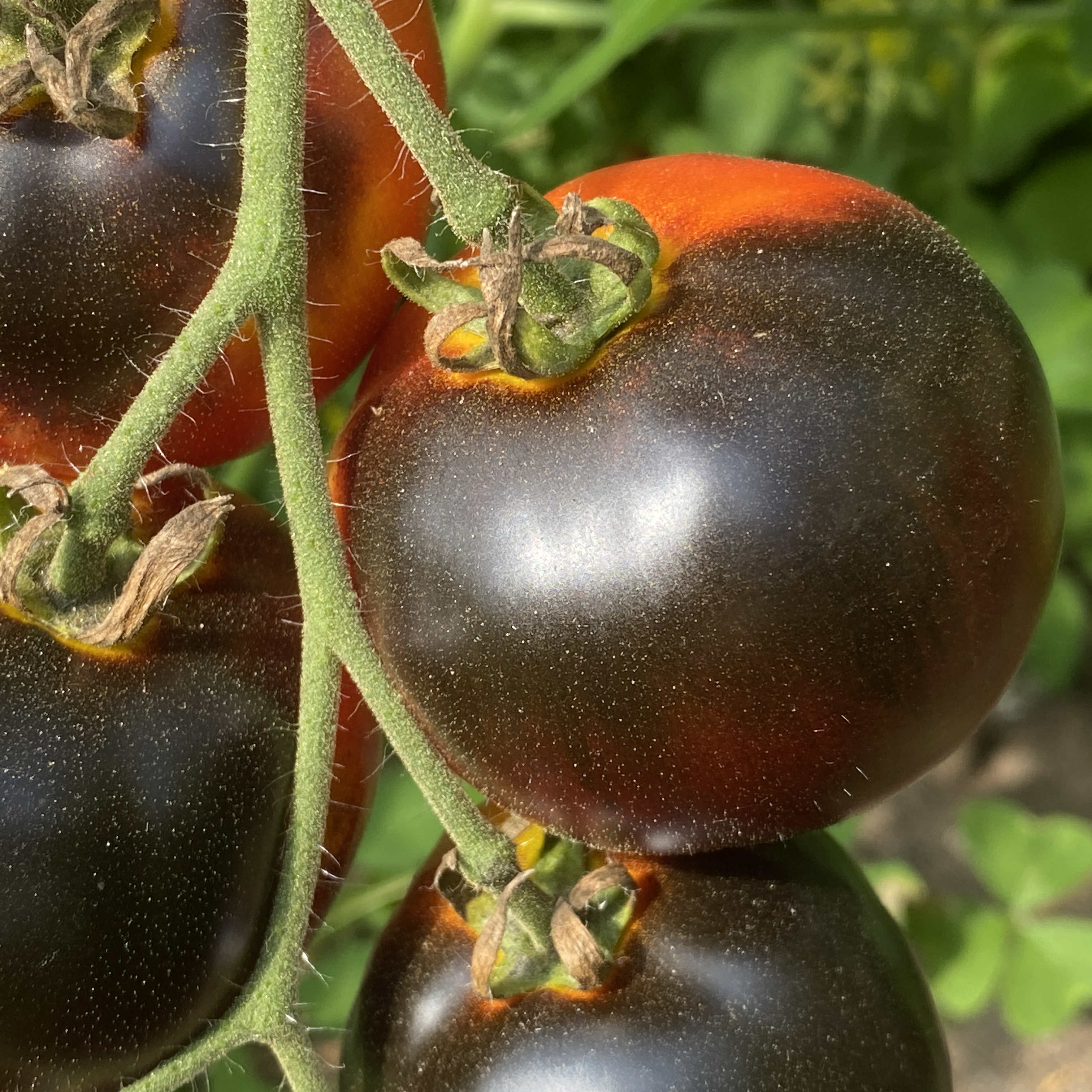 Tomatensaatgut Indigo Apple