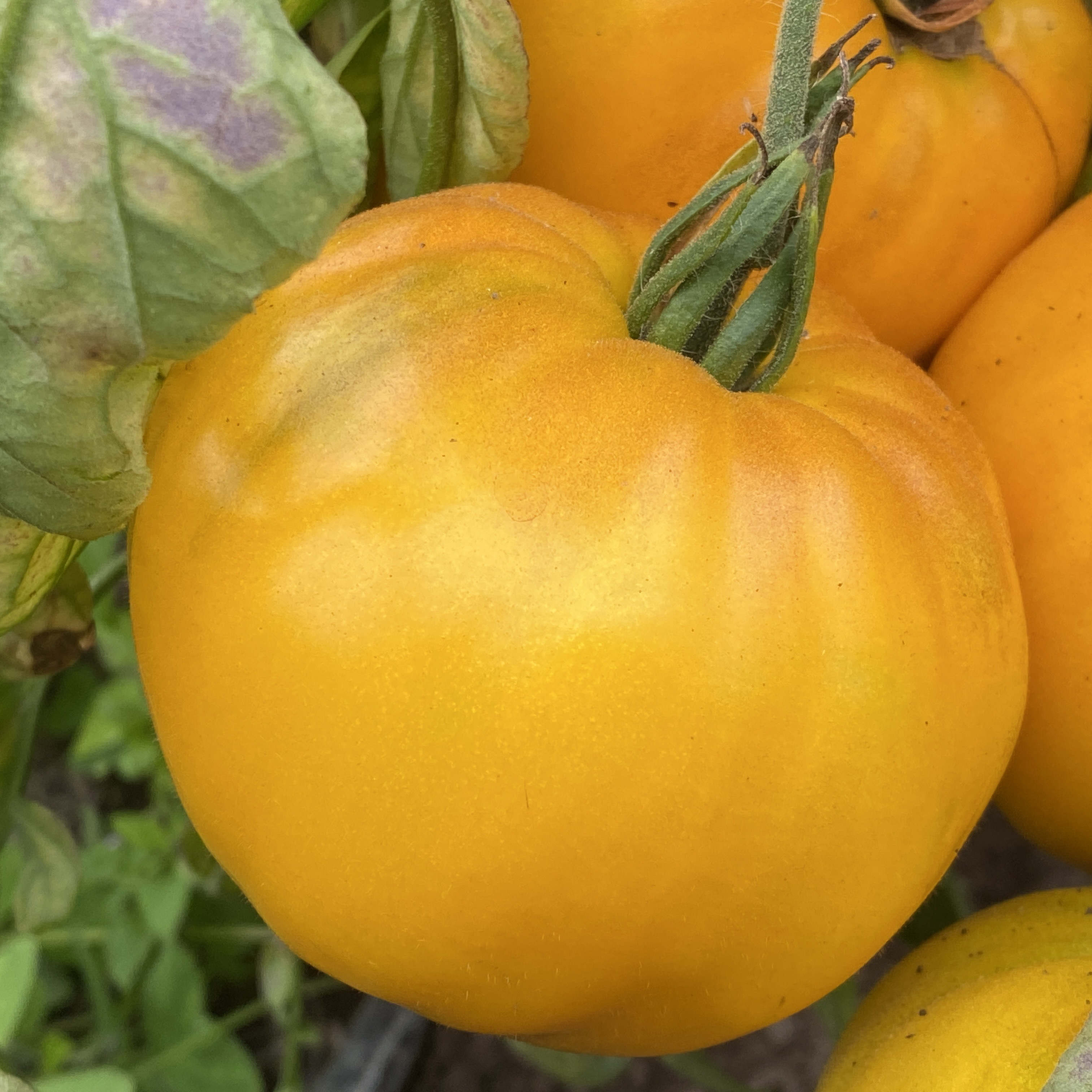 Tomatensaatgut Golden King of Siberia