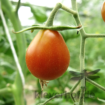 Rote Cherry Tomatenfrucht in Birnenform