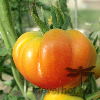 Rot und Orange Tomatensorte mit echtem Geschmack