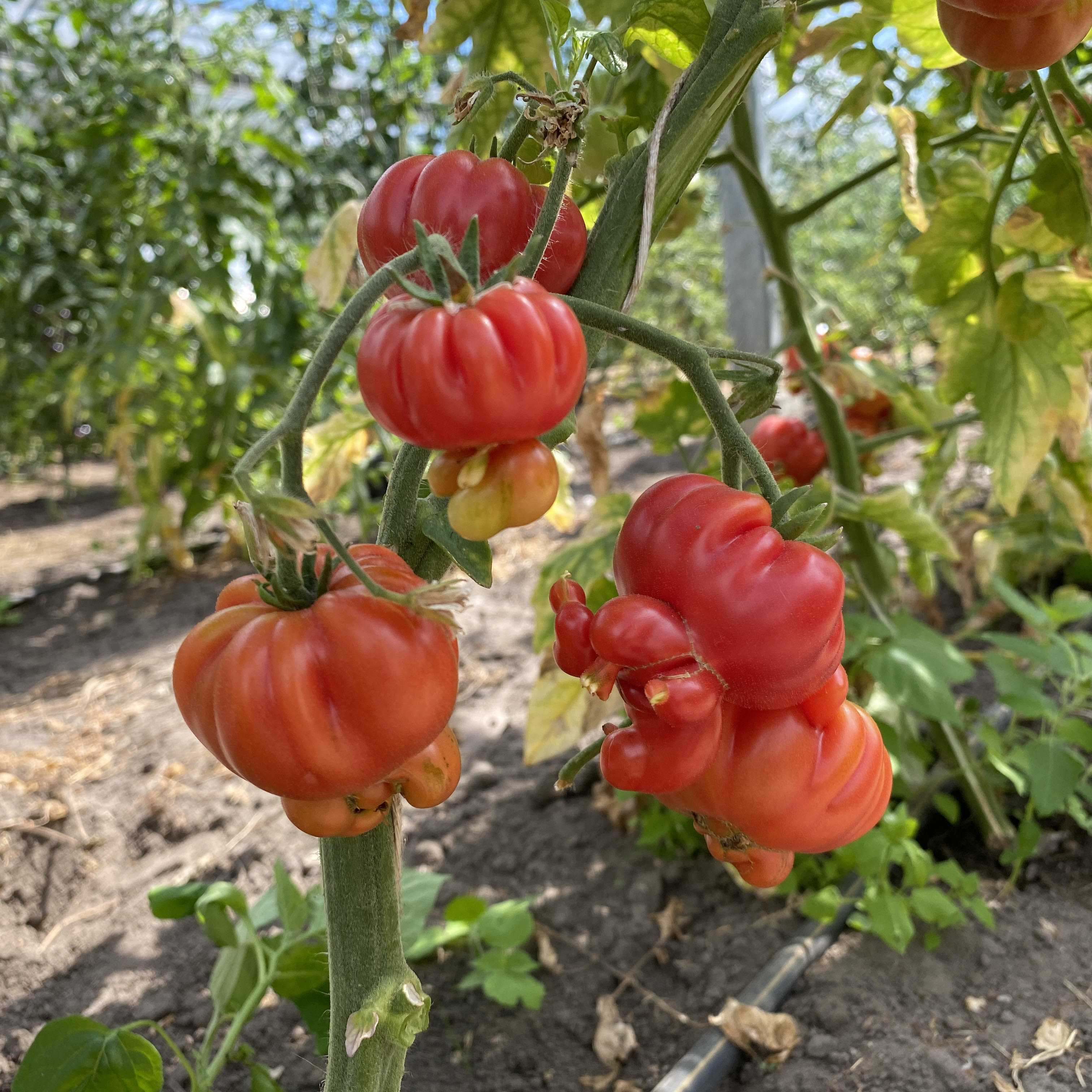 Tomatensaatgut Trèfle du Togo