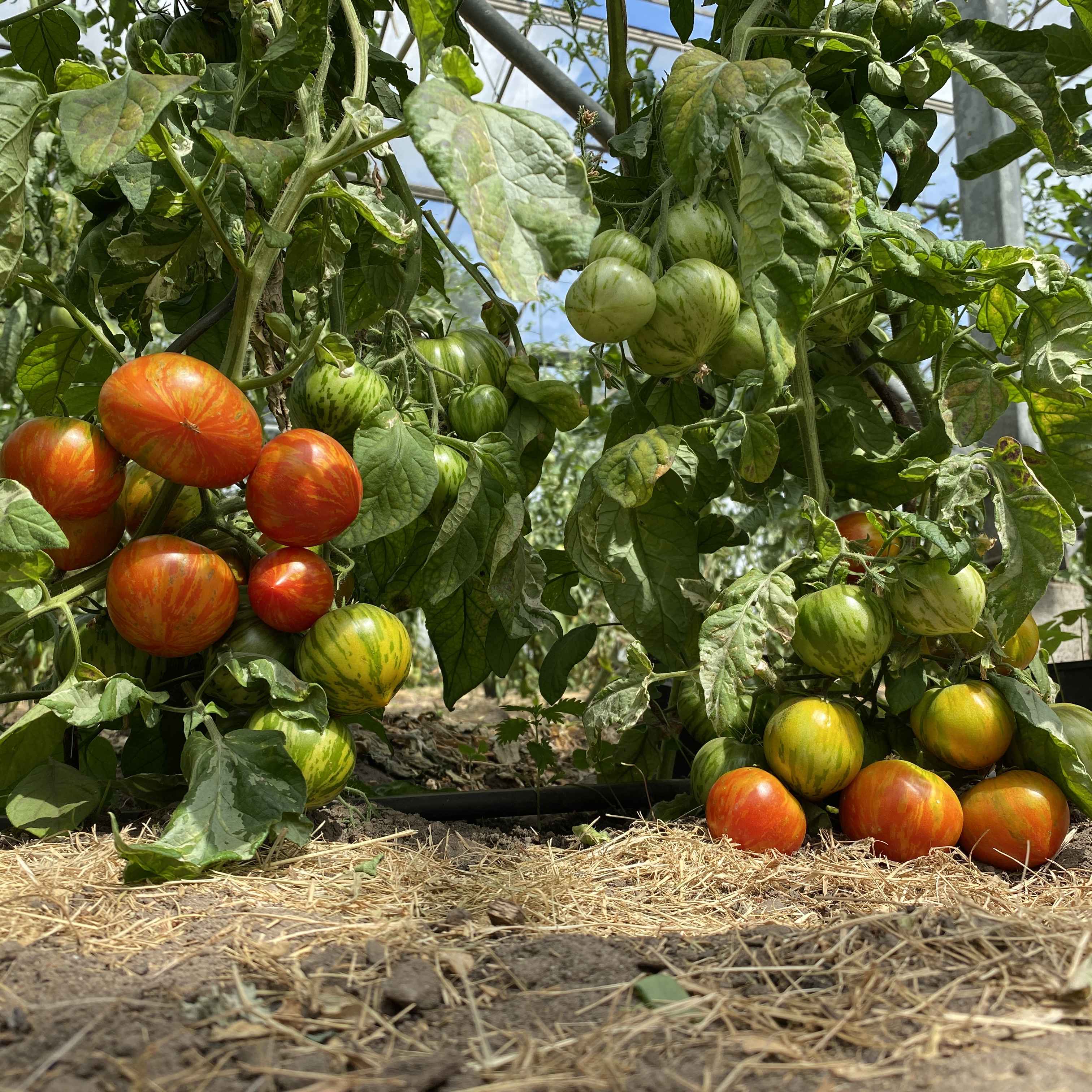 Tomatensaatgut Gandolf