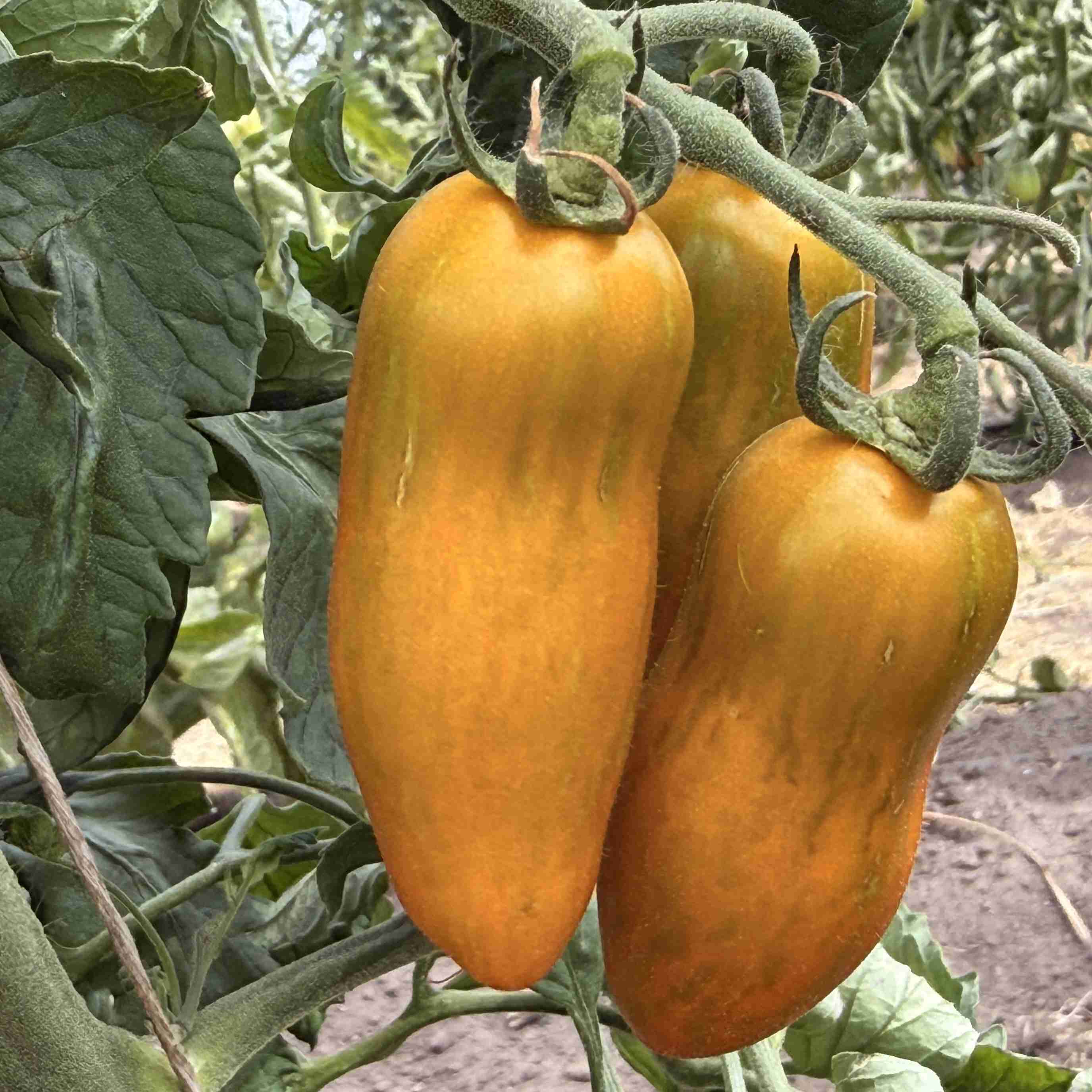 Tomatensaatgut Casady's Sunrise