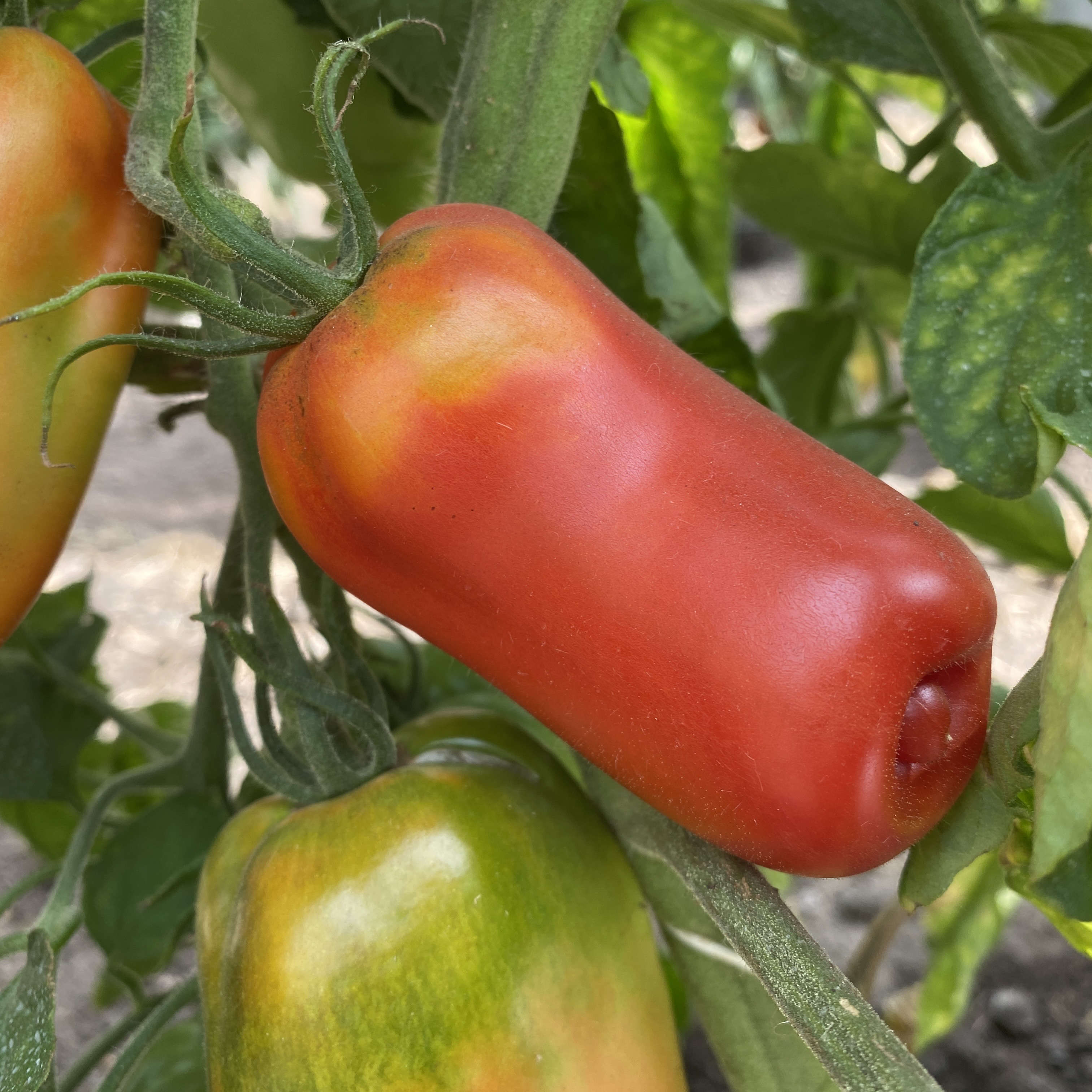 Tomatensaatgut Blue Beech