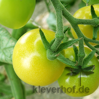 Gelbe und Weiße Tomatensorte 