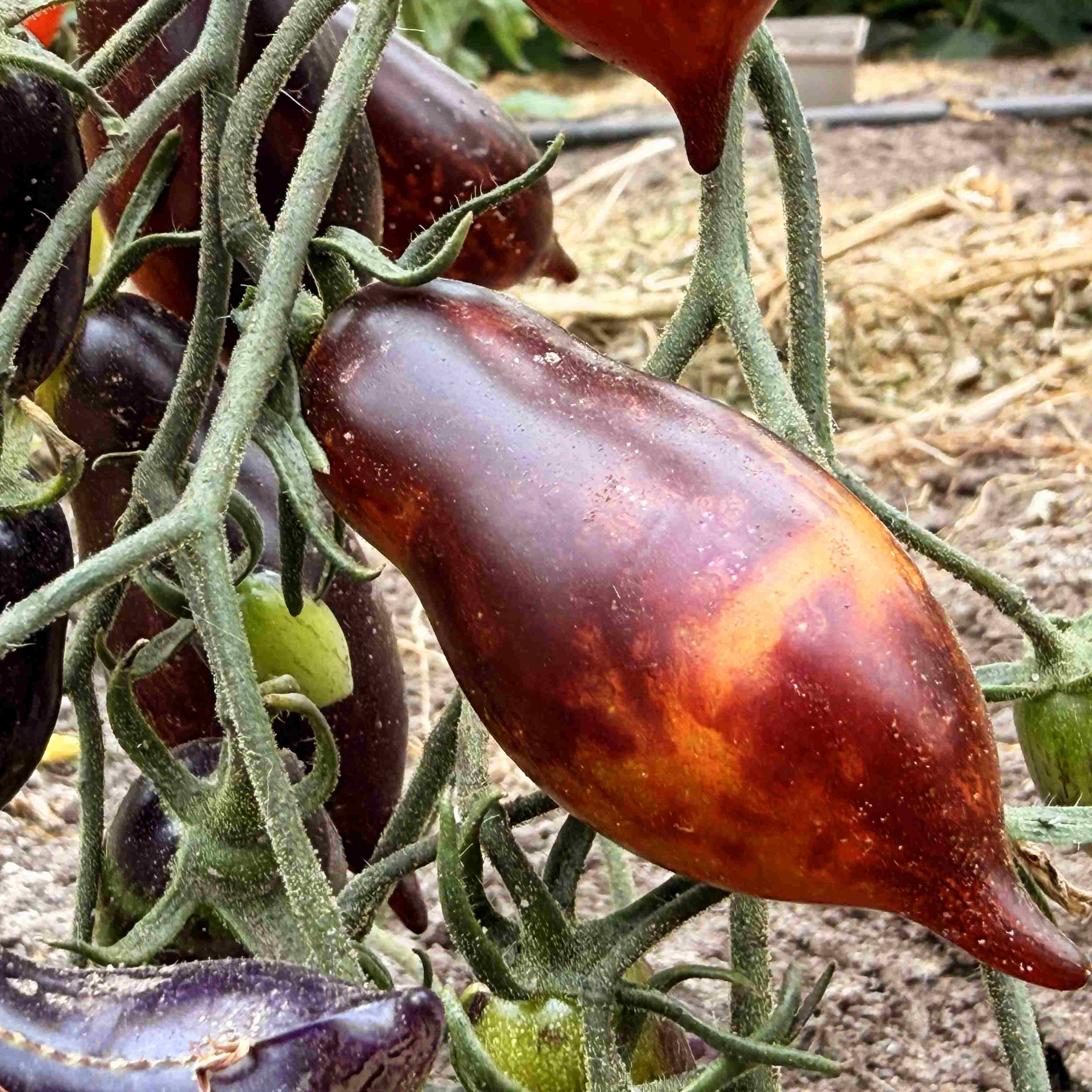 Tomatensaatgut E-Lava-Drip
