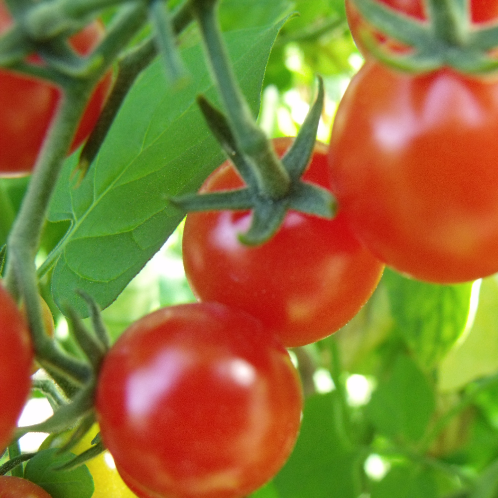Tomatensaatgut Current Red