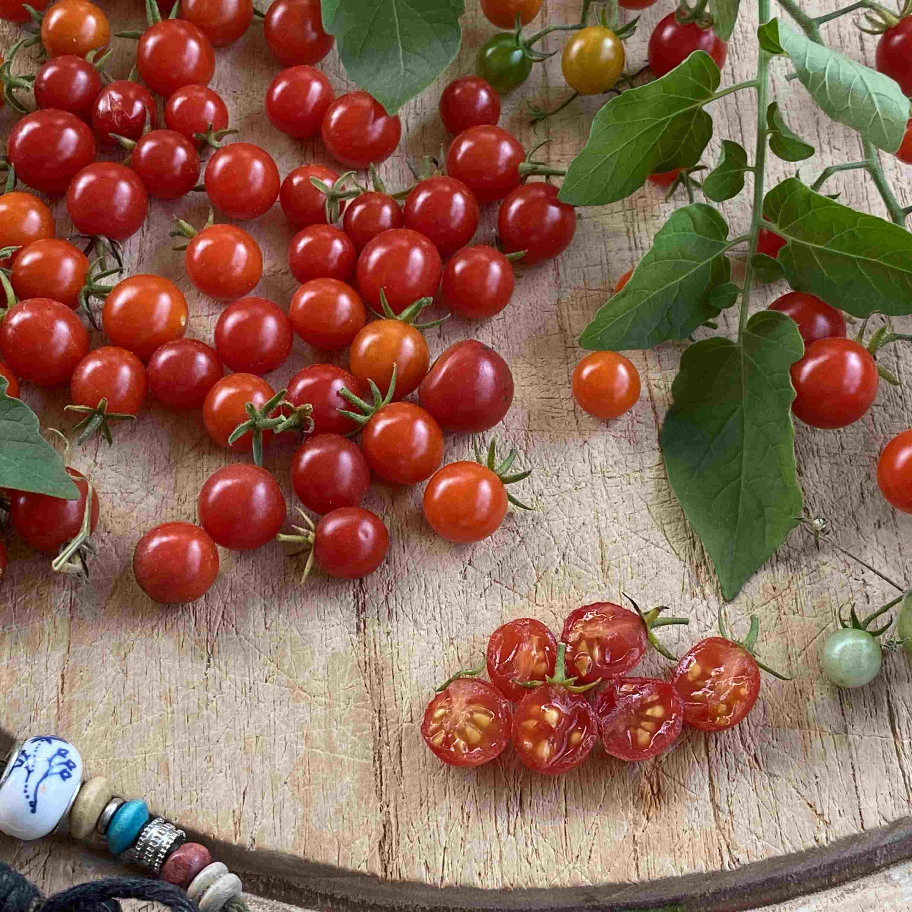 Tomatensaatgut Rote Wildtomate