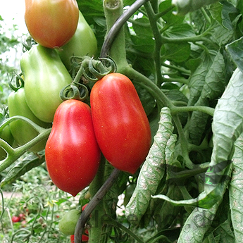 Rote längliche Cherry Tomatenvielfalt