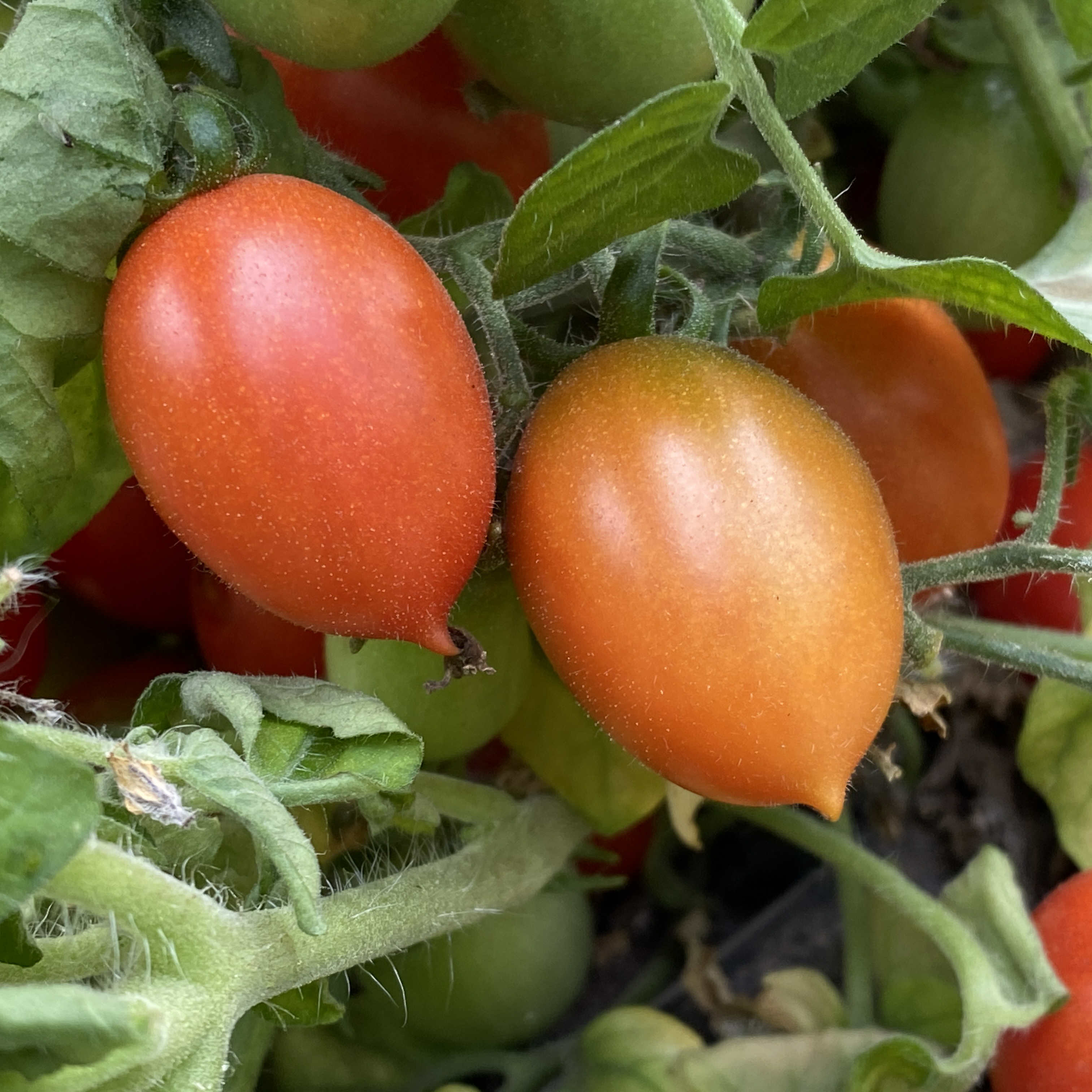 Tomatensaatgut Laura