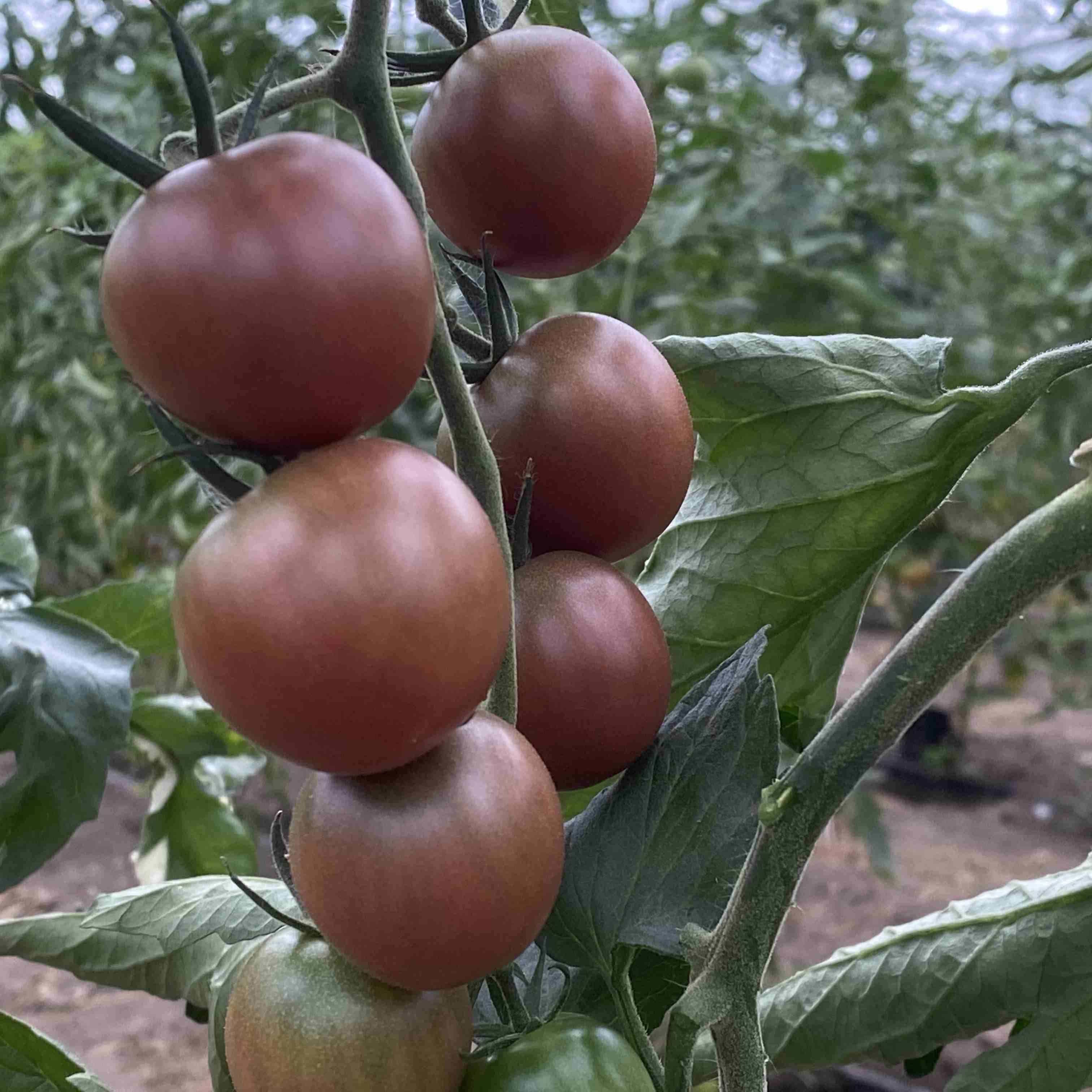 Tomatensaatgut Chocolate Cherry