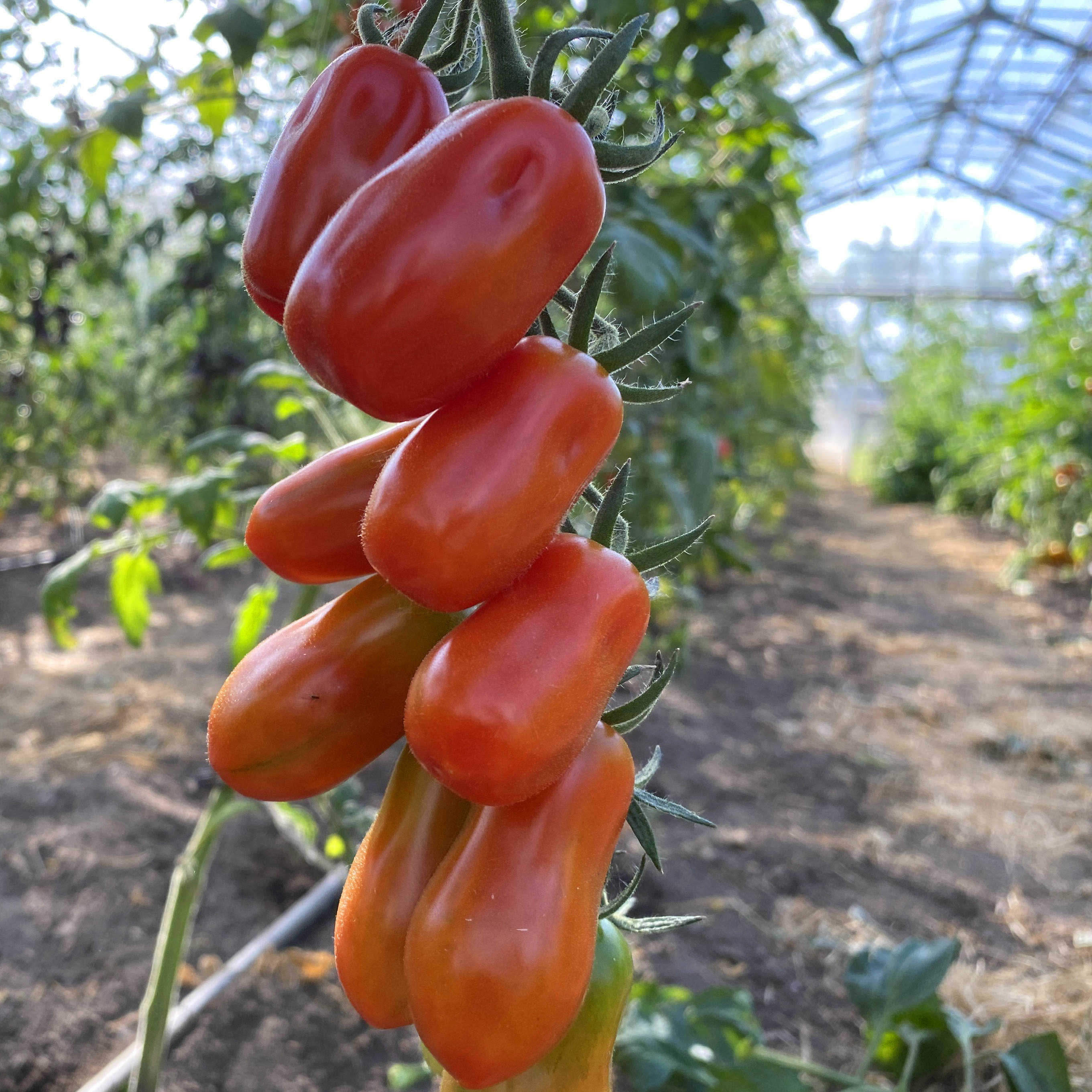 Tomatensaatgut Datterini Rot