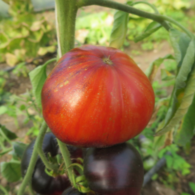 Blaue und Rote Bio Tomatenfrucht